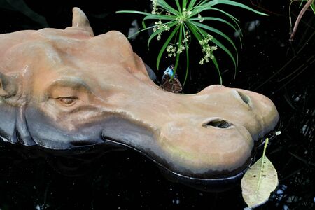 Blue Morpho butterfly on stone hippopotamus, Butterflies in The Glasshouse, RHS Wisley, Surreyの写真素材