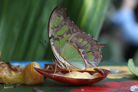 Malachite butterfly, Butterflies in The Glasshouse, RHS Wisley, Surreyの写真素材