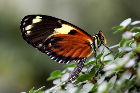Tiger Longwing butterfly, Butterflies in The Glasshouse, RHS Wisley, Surreyの写真素材