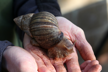 African land snail, Linton Zoo, Linton, Cambridgeshire, Englandの写真素材