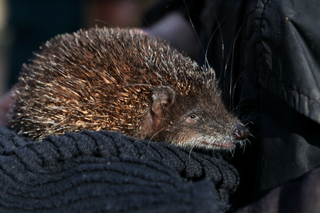 Madagascan tenrec, Linton Zoo, Linton, Cambridgeshire, Englandの写真素材