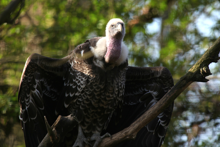 Rueppell's Griffon Vulture, Linton Zoo, Linton, Cambridgeshire, Englandの写真素材