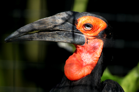 Southern Ground Hornbill, Linton Zoo, Linton, Cambridgeshire, Englandの写真素材