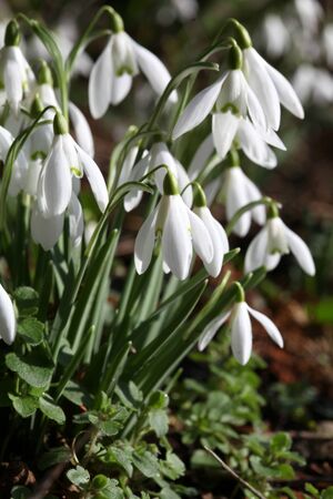 Snowdrops in winter sunshine in garden, Braintree, Essexの写真素材