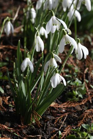 Snowdrops in winter sunshine in garden, Braintree, Essexの写真素材