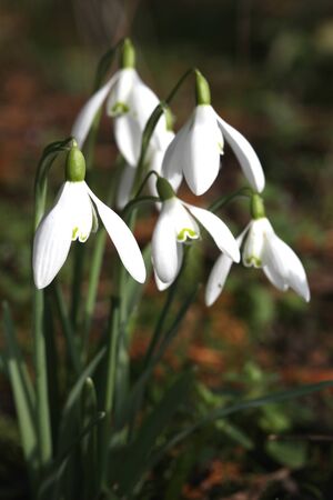 Snowdrops in winter sunshine in garden, Braintree, Essexの写真素材