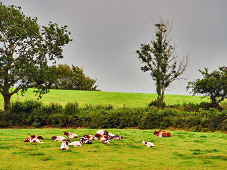 A herd of brown and white cows laying in field by a hedgerow and nerby trees under grey sky on a wet...