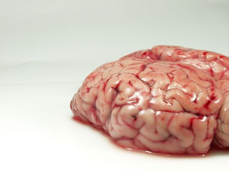 Bovine brain close up