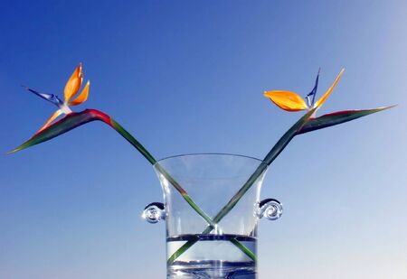 two birds of paradise on vase agaisnt blue skyの写真素材
