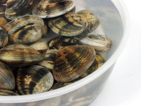 fresh live clams on a bowl of sea water