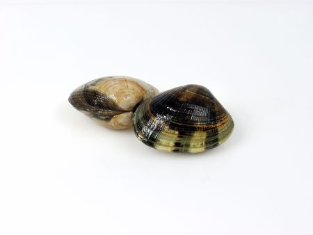 fresh live clams on pure white background