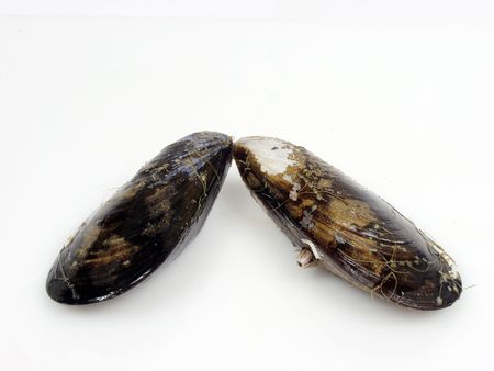 fresh live mussels on a fisher shopの写真素材