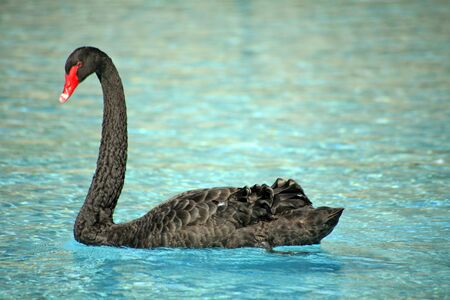 black swan in the lake of the city parkの写真素材