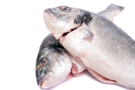 two fresh Gilthead Bream head on white backgroundの写真素材