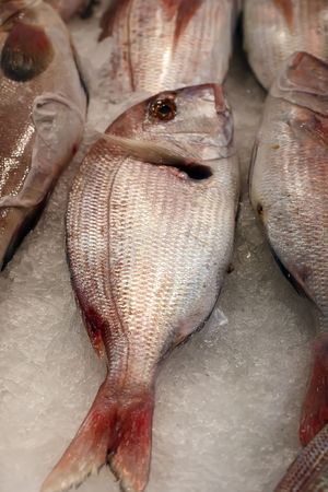fresh Gilthead Bream over ice on a morocco market