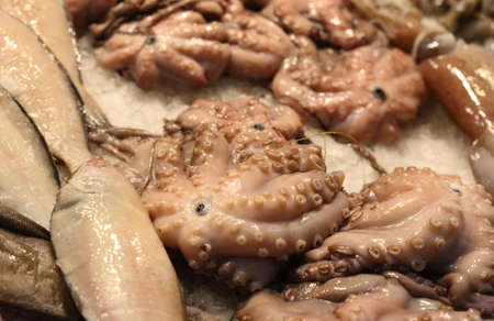 fresh squid and octopusy in a morocco marketの写真素材