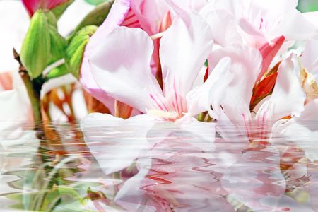 rosebay flowers with water reflectionsの写真素材