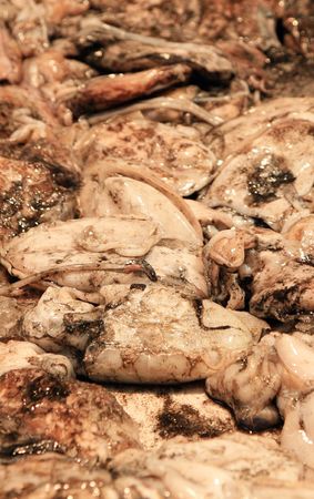 a box of fresh squid on a fishmonger´s