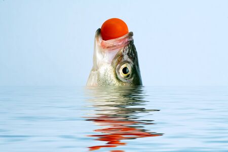 sea bass head in the water with reflectionの写真素材