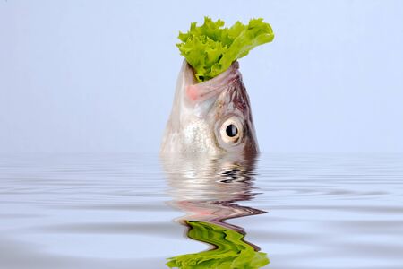 sea bass head in the water with reflectionの写真素材