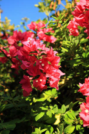 a bunch of red and pink bouganvillea flower on a garden wall