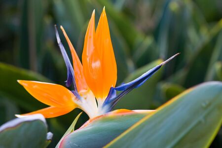 exotic bird of paradise flower and plant on gardenの写真素材