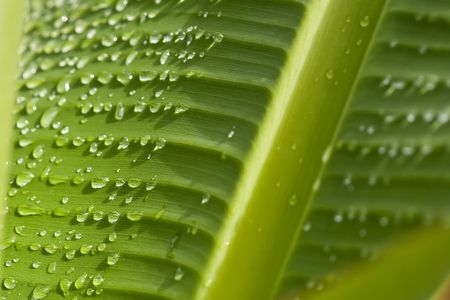 rain water drops on banana tree leafの写真素材