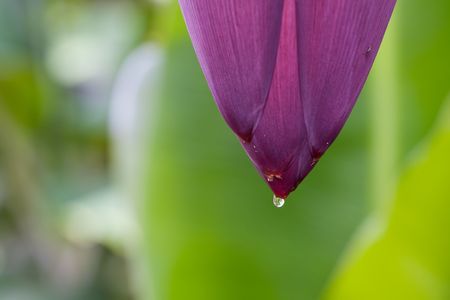 a banana tropical flower with a small drop of water and a mosquitoの写真素材