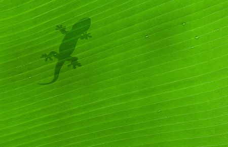 shadow of a fly on banana tree leafの写真素材