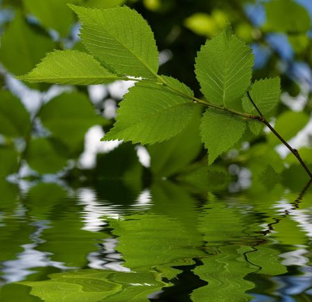 fresh green leaves over water with reflectionsの写真素材