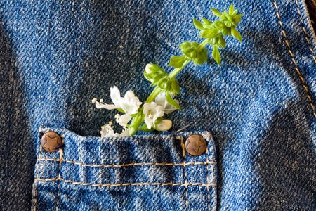 green basil leaf on blue jeans kid pocketの写真素材