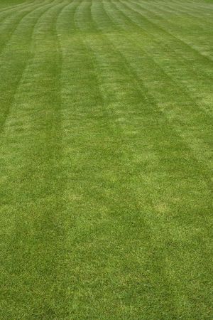 green grass field recently cutted on vertical styleの写真素材