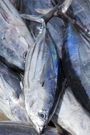 fresh white tuna in steel box on fishmongerの写真素材