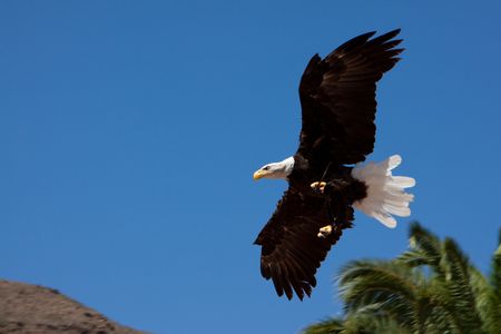 american bald eagle on flight against blue sky