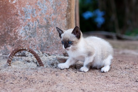 a small siamese kitten with blue eyes の写真素材