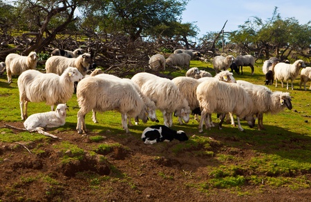 a group of sheep in the green fieldの写真素材
