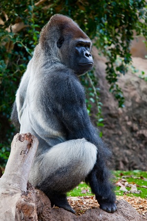a big gorilla silver back male in the zoo