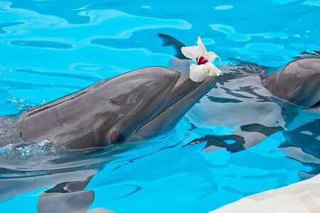 bottlenose dolphin in aquarium with flower on mouthの写真素材