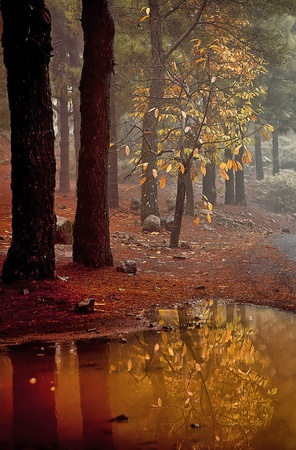 autumn colors in the chestnut and pine forestの写真素材