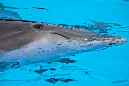 bottle nose dolphin head and eye on blue waterのeditorial素材