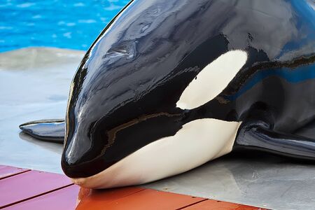 a killer whaler head out the blue waterのeditorial素材