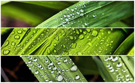 a lot of water drops over a green leafの写真素材