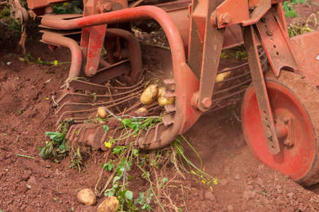 working in a potato field with old tractorの写真素材