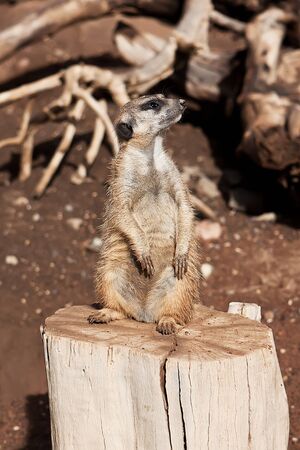 Meerkat Family basking in the sun on the african desert zooの写真素材