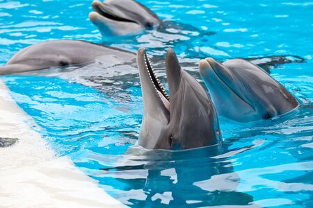 a bootle nose dolphin head in blue waterのeditorial素材