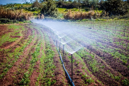 water irrigation of potato field on sunny dayの写真素材