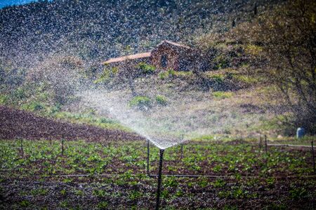 water irrigation of potato field on sunny dayの写真素材