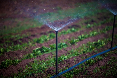 water irrigation of potato field on sunny dayの写真素材