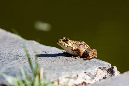 green frog in a rock near a pondの写真素材