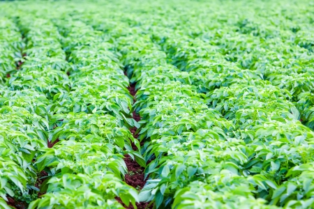 Rows of recently sprouted potatoes growing in a fieldの写真素材